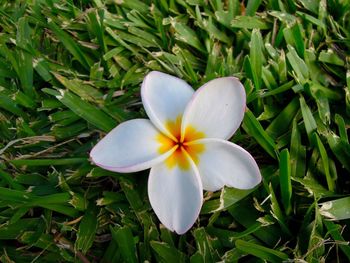 High angle view of flower blooming on field