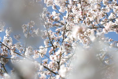 Low angle view of cherry blossom tree