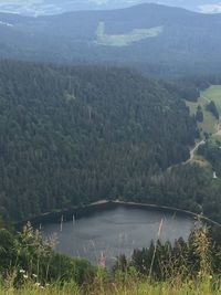 Scenic view of river in forest