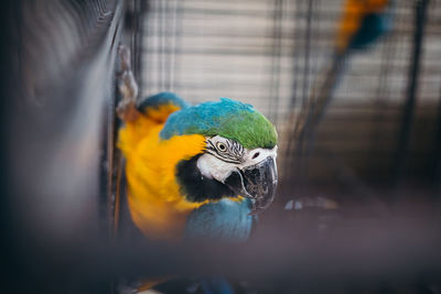 Close-up of parrot in cage