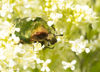Close-up of insect on white flower