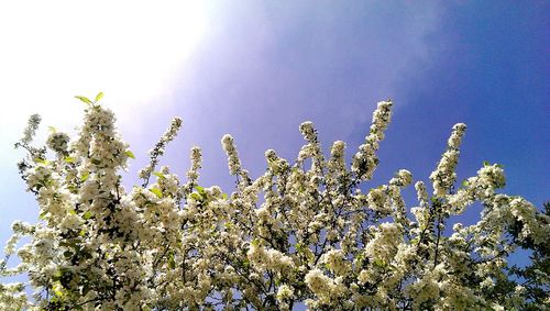 Low angle view of tree against blue sky