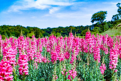 Purple flowering plants on field against sky