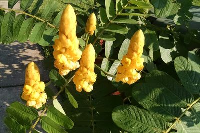 Close-up of yellow flowers blooming outdoors