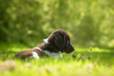 Close-up of dog on field