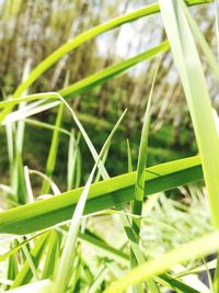 Close-up of fresh green grass in field