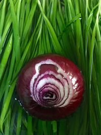 Full frame shot of leaves