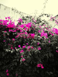 Pink flowers on wall