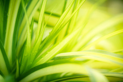 Full frame shot of palm leaf