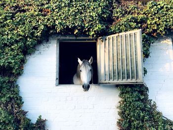 View of a horse against the wall