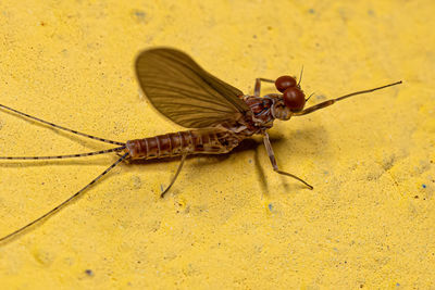 Close-up of insect