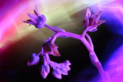 Close-up of purple flowering plant