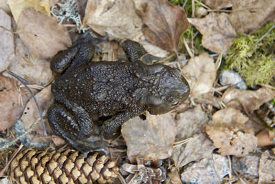 High angle view of frog