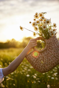 Cropped hand of woman holding plant