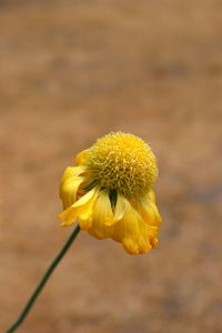 Close-up of yellow flower