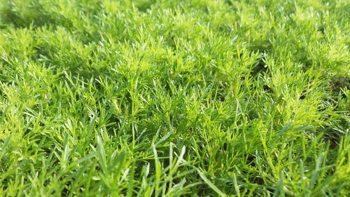 Full frame shot of green plants on field