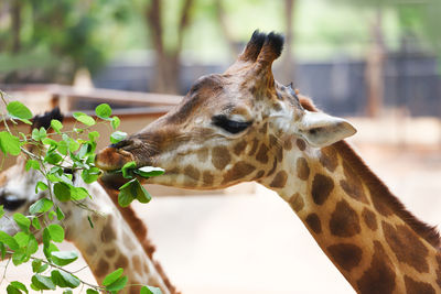 Close-up of a horse in zoo