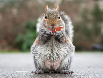 Close-up portrait of squirrel eating on footpath