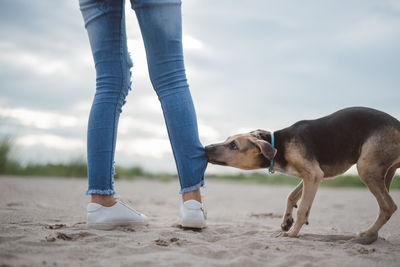 Low section of person with dog on beach