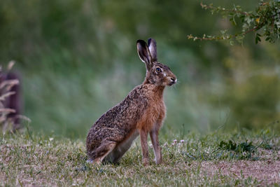 Side view of rabbit on field