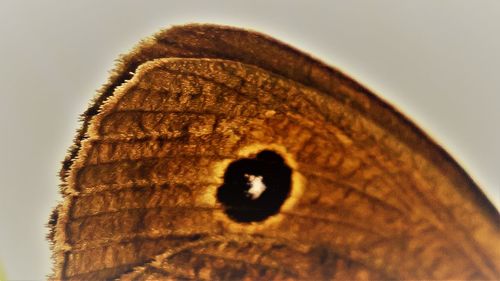 Low angle view of leaf