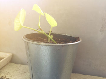 Close-up of potted plant against wall