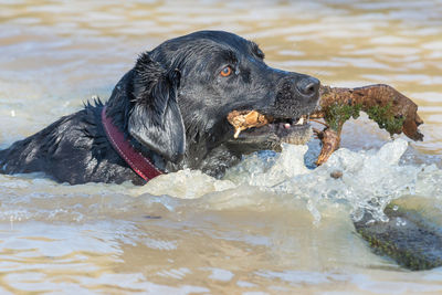 Close up of a black labrador swimming in the water with a stick in it's mouth