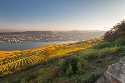 Panoramic view to rheingau and bingen with coloring vineyard in autumn against blue sky