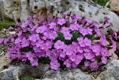 Close-up of pink flowers on rock