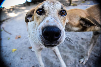 Portrait of stray dog