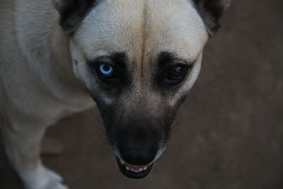 Close-up portrait of dog