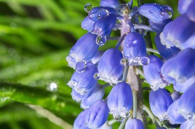 Close-up of purple flowers blooming