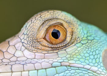 Eyeball Reptile