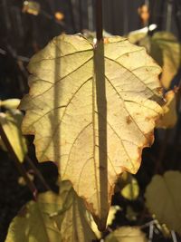 Close-up of leaves