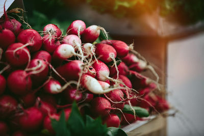 Fresh radish at farmers' market