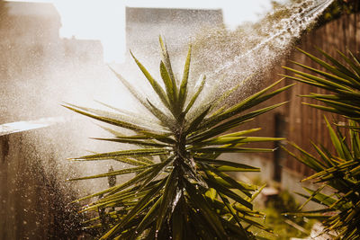 Close-up of water sprinkled on plant