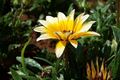 Close-up of yellow flower