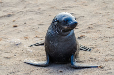 Close-up of sea lion on sand at beach