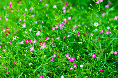 Full frame shot of flowering plants on field