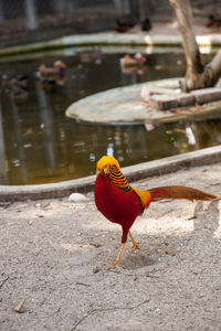 View of a bird perching on a water