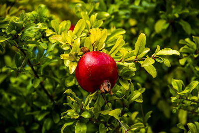 Close up of pomegranate still on the tree in the hills around castegnero, vicenza, veneto, italy