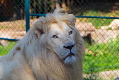 Close-up portrait of a fence in zoo