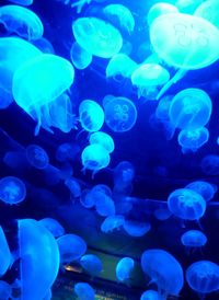 Close-up of jellyfish in sea