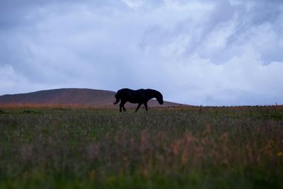 Horses grazing on grassy field