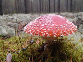 Close-up of fly agaric mushroom in forest
