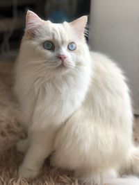 Close-up portrait of white cat