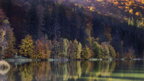 Scenic view of lake by trees in forest