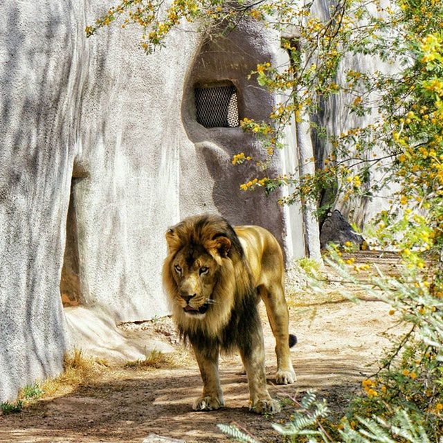 animal themes, mammal, one animal, domestic animals, dog, pets, tree, full length, sitting, looking at camera, portrait, day, outdoors, the way forward, front view, walking, standing, plant, street, no people