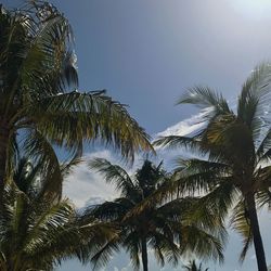 Low angle view of palm trees against sky