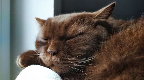 Close-up of cat relaxing at home